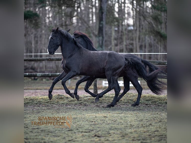 PRE Mestizo Caballo castrado 6 años 170 cm Negro in Traventhal