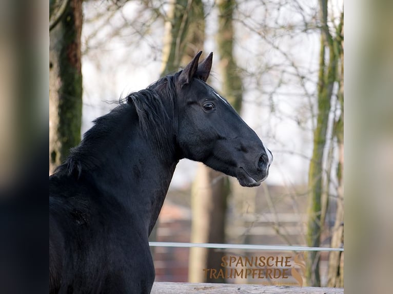 PRE Mestizo Caballo castrado 6 años 170 cm Negro in Traventhal