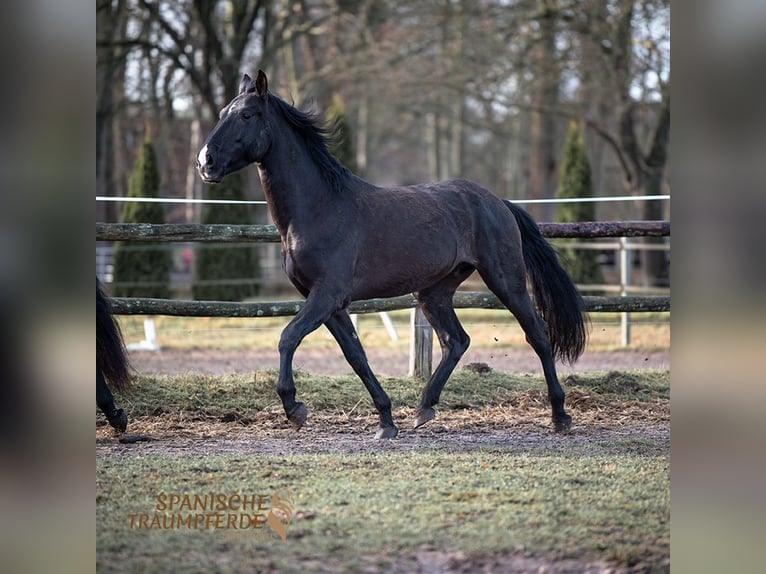 PRE Mestizo Caballo castrado 6 años 170 cm Negro in Traventhal