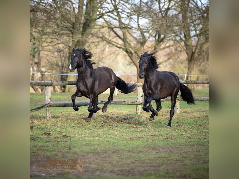 PRE Mestizo Caballo castrado 6 años 170 cm Negro in Traventhal