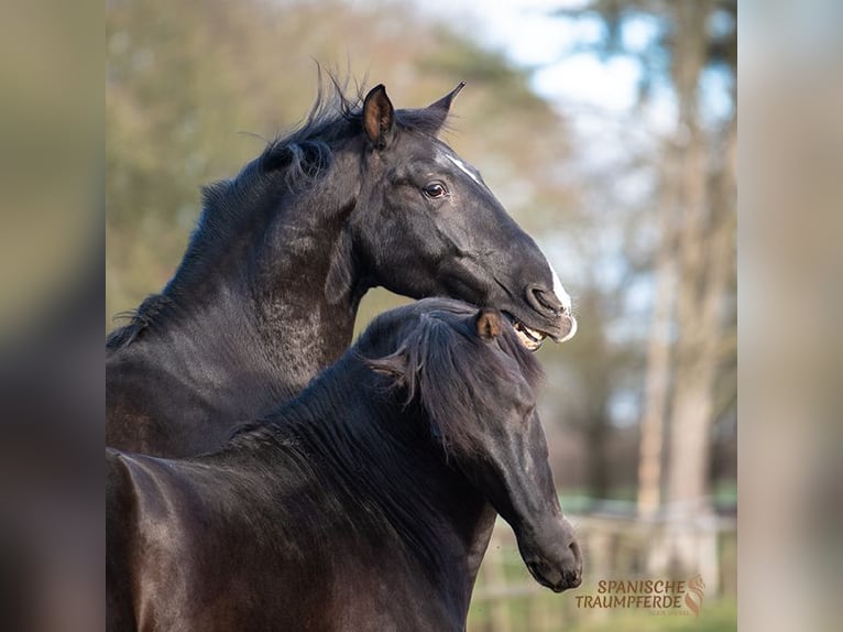 PRE Mestizo Caballo castrado 6 años 170 cm Negro in Traventhal