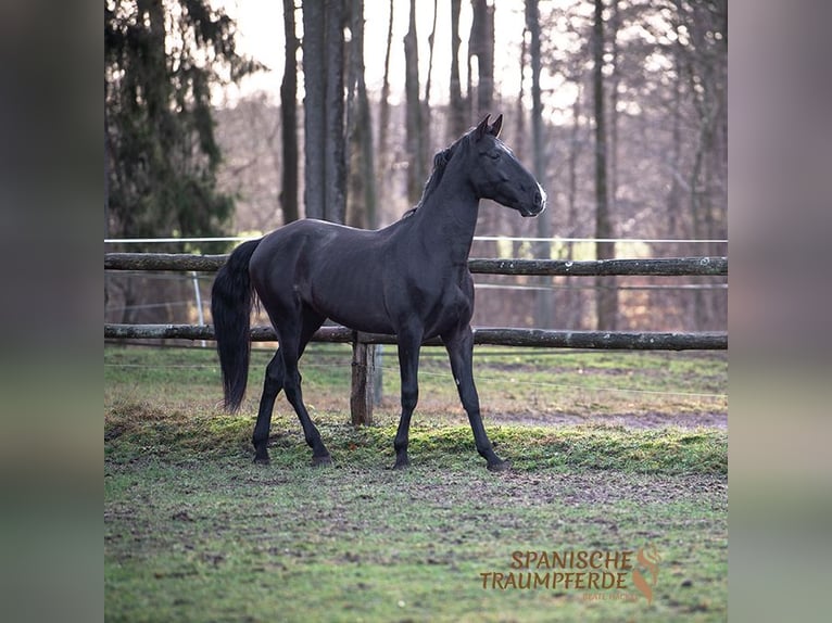 PRE Mestizo Caballo castrado 6 años 170 cm Negro in Traventhal