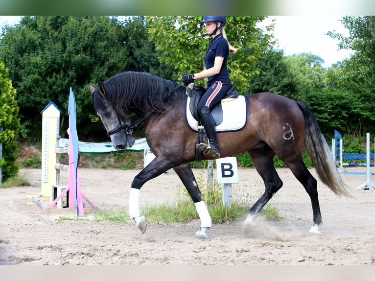 PRE Caballo castrado 6 años 170 cm Tordillo negro in Bötersen