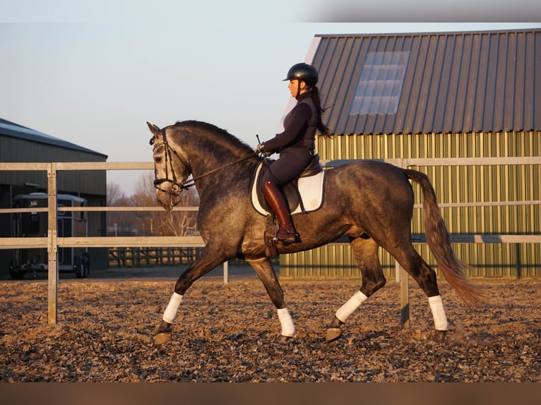 PRE Mestizo Caballo castrado 6 años 170 cm Tordo in Den Haag