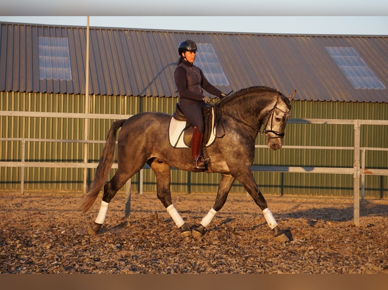 PRE Mestizo Caballo castrado 6 años 170 cm Tordo in Den Haag