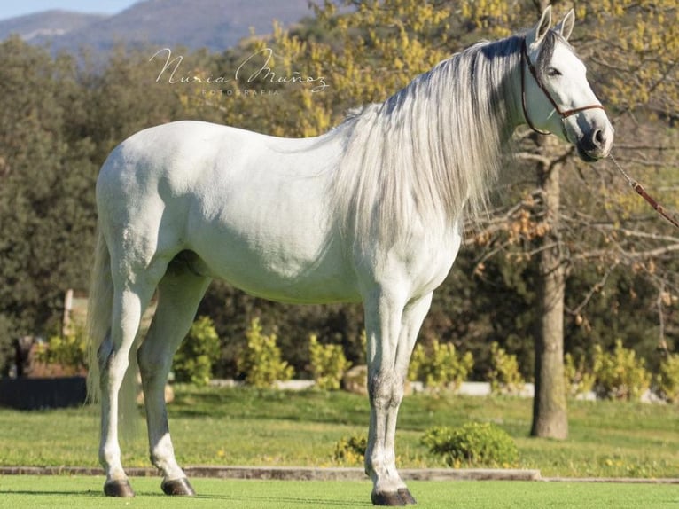 PRE Mestizo Caballo castrado 6 años 170 cm Tordo in NAVAS DEL MADRONO