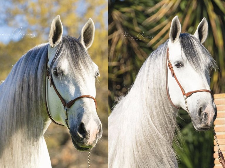 PRE Mestizo Caballo castrado 6 años 170 cm Tordo in NAVAS DEL MADRONO