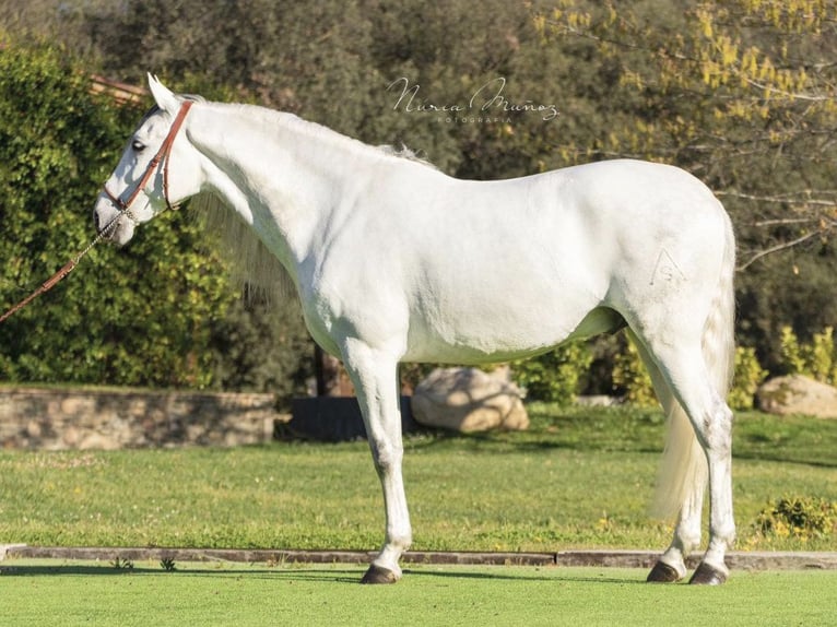 PRE Mestizo Caballo castrado 6 años 170 cm Tordo in NAVAS DEL MADRONO