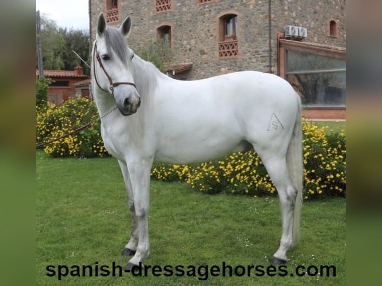 PRE Mestizo Caballo castrado 6 años 170 cm Tordo in Barcelona
