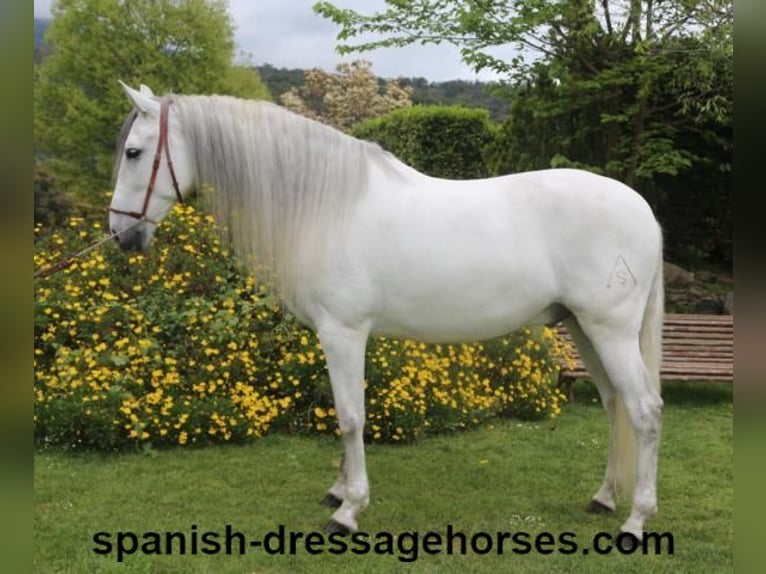 PRE Mestizo Caballo castrado 6 años 170 cm Tordo in Barcelona