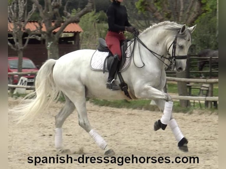 PRE Mestizo Caballo castrado 6 años 170 cm Tordo in Barcelona