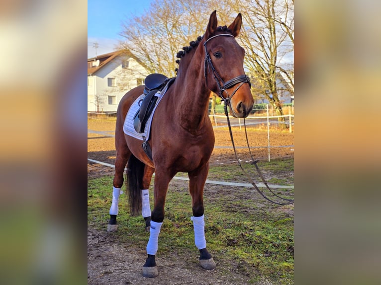 PRE Caballo castrado 6 años 171 cm Castaño in Schwäbisch Gmünd