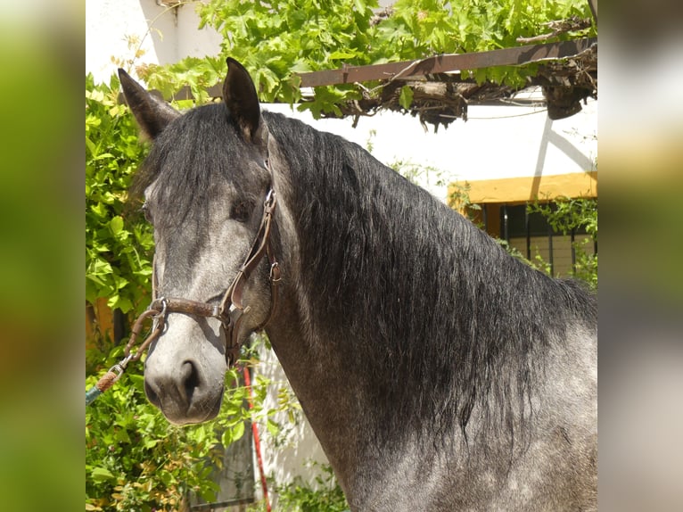 PRE Mestizo Caballo castrado 6 años 171 cm Tordo in Sevilla