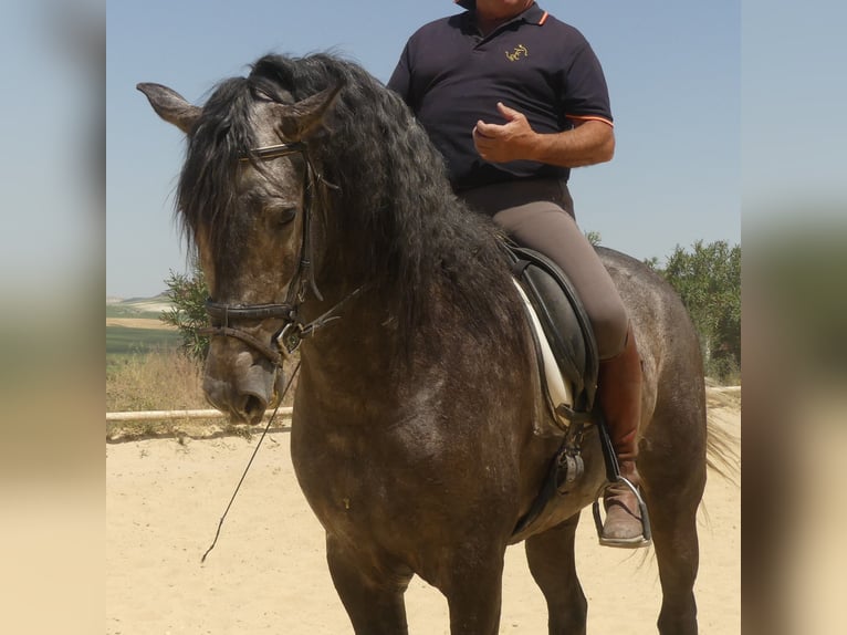 PRE Mestizo Caballo castrado 6 años 171 cm Tordo in Sevilla