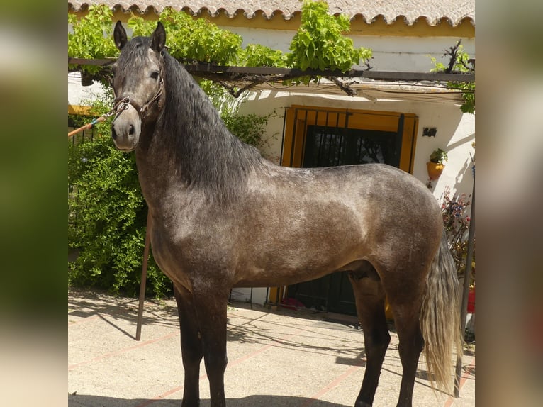 PRE Mestizo Caballo castrado 6 años 171 cm Tordo in Sevilla