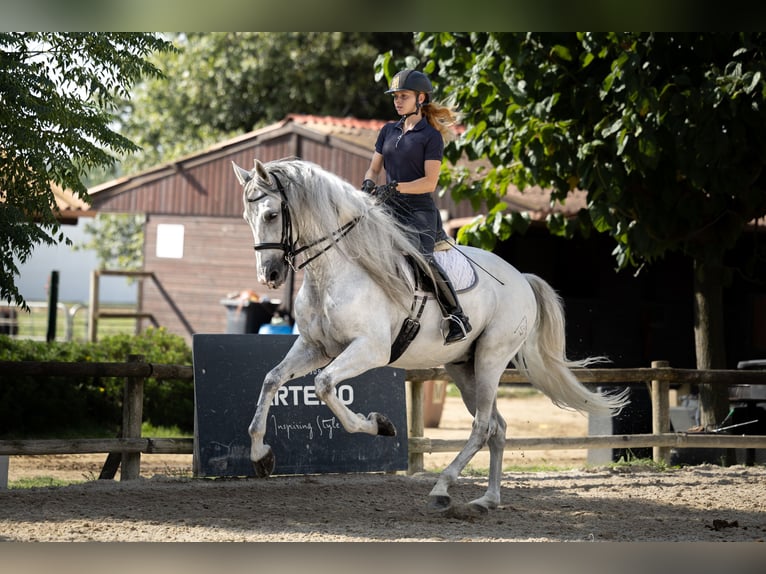 PRE Caballo castrado 6 años 172 cm Tordo in Ullastrell