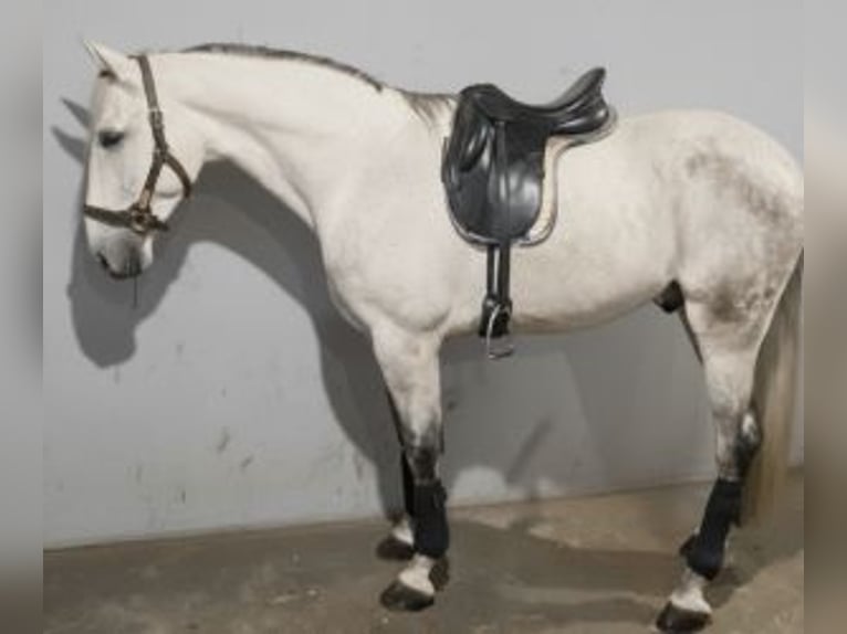 PRE Mestizo Caballo castrado 6 años 173 cm Tordo in Alicante/Alacant