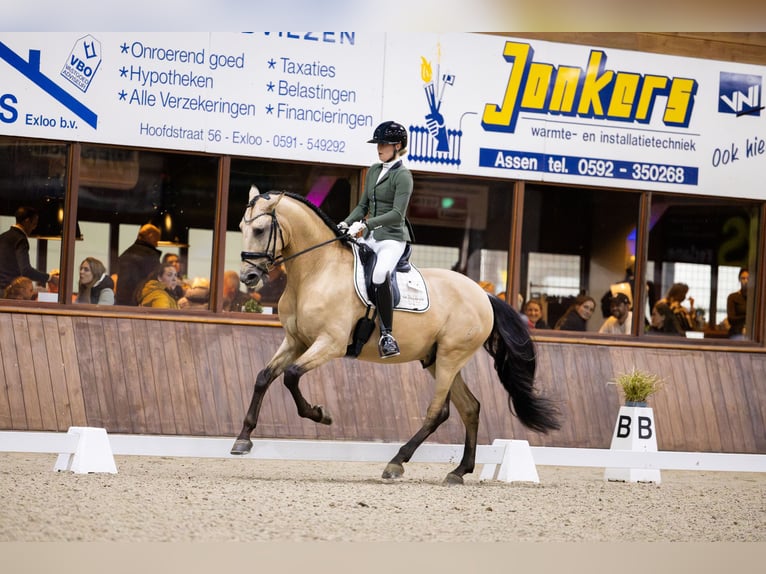 PRE Mestizo Caballo castrado 6 años 175 cm Buckskin/Bayo in Vinkeveen