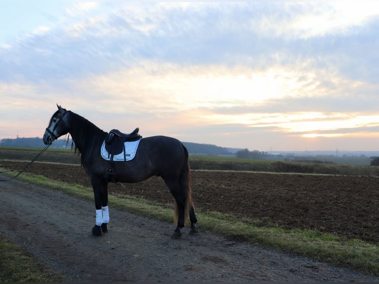 PRE Caballo castrado 6 años 175 cm Tordo in Schöneck