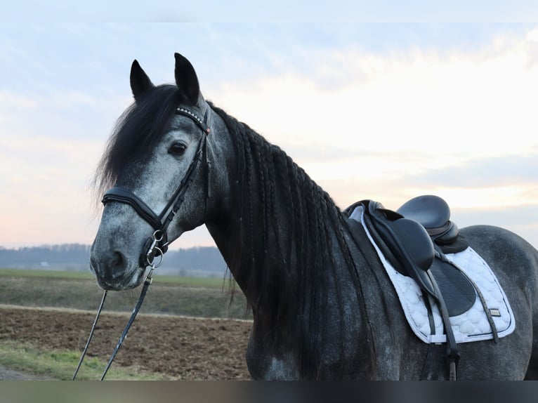 PRE Caballo castrado 6 años 175 cm Tordo in Schöneck