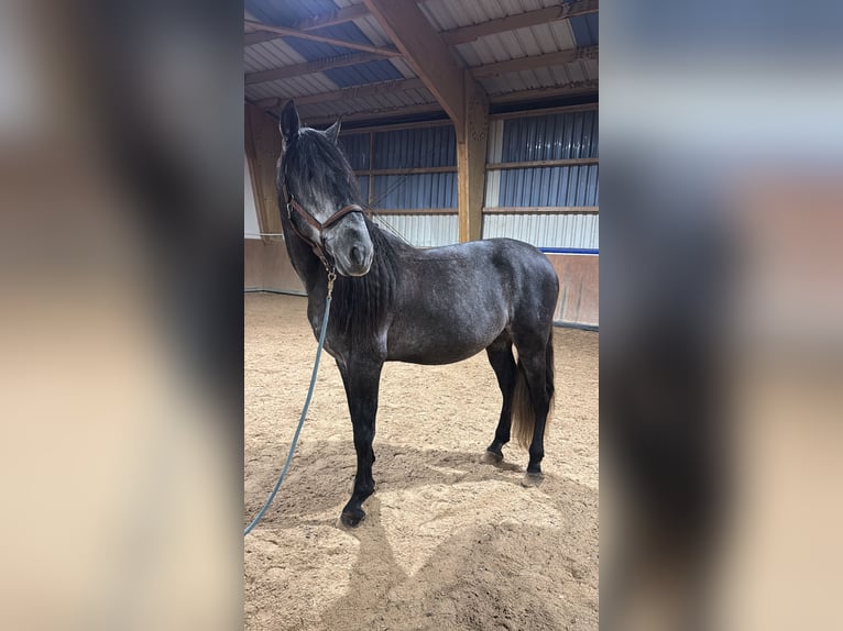 PRE Caballo castrado 6 años 175 cm Tordo in Schöneck