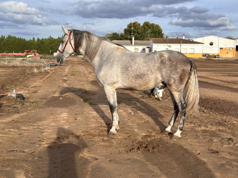 PRE Mestizo Caballo castrado 6 años 177 cm Tordo in Galaroza (Huelva)