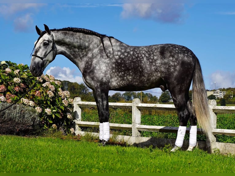 PRE Mestizo Caballo castrado 6 años 180 cm Tordo in 's-Gravenhage