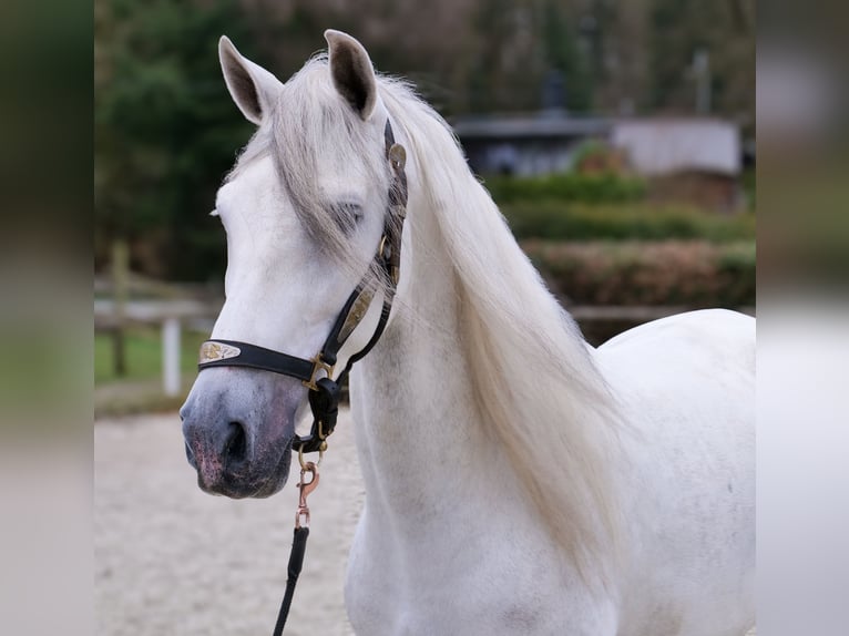 PRE Mestizo Caballo castrado 7 años 155 cm Tordo in Neustadt (Wied)