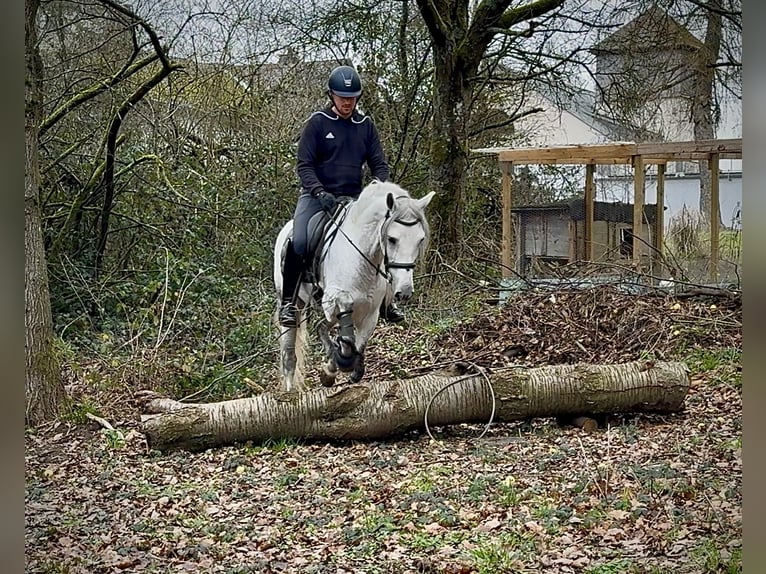 PRE Mestizo Caballo castrado 7 años 155 cm Tordo in Neustadt (Wied)