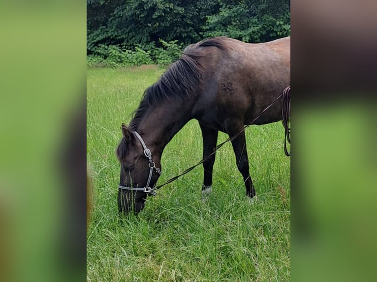 PRE Caballo castrado 7 años 156 cm Castaño oscuro in Dennheritz