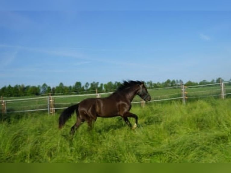 PRE Caballo castrado 7 años 156 cm Castaño oscuro in Dennheritz