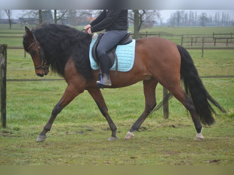 PRE Mestizo Caballo castrado 7 años 158 cm Castaño in Breda