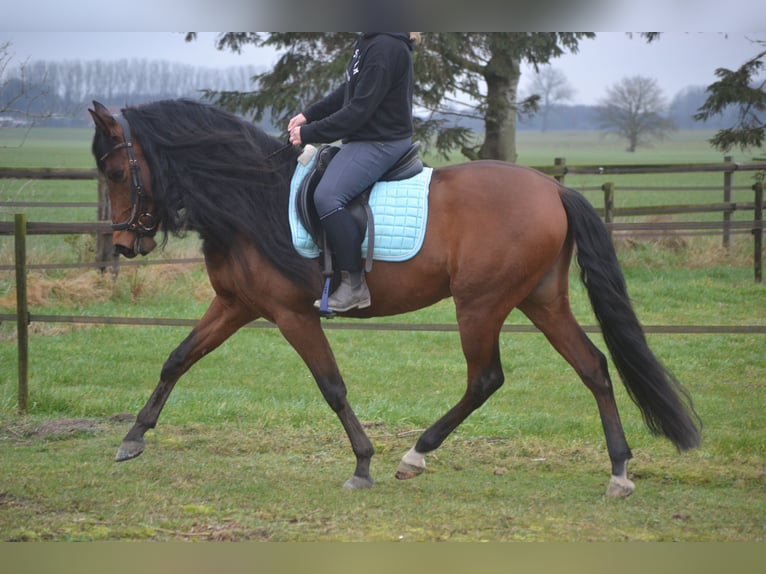 PRE Mestizo Caballo castrado 7 años 158 cm Castaño in Breda