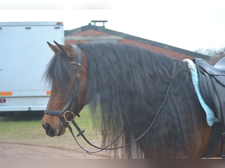 PRE Mestizo Caballo castrado 7 años 158 cm Castaño in Breda