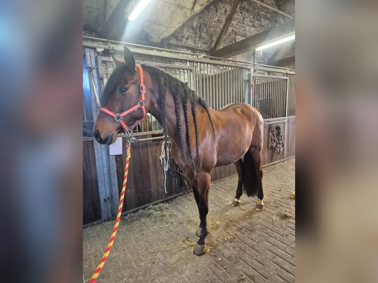 PRE Mestizo Caballo castrado 7 años 158 cm Castaño in Breda
