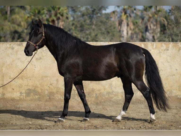 PRE Mestizo Caballo castrado 7 años 158 cm Negro in Aachen