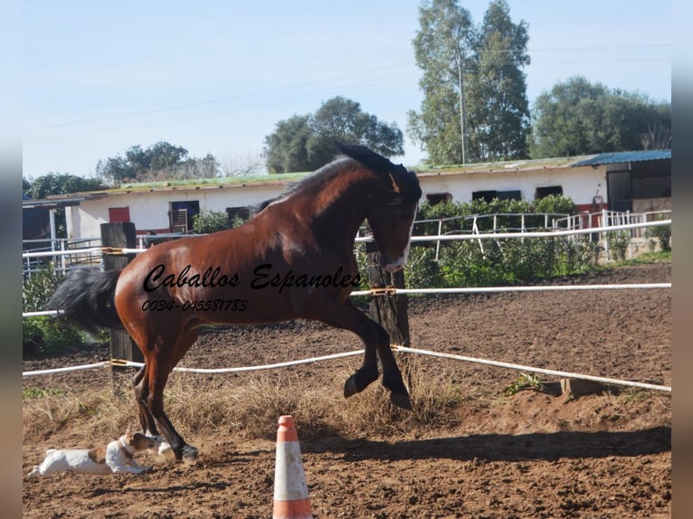 PRE Mestizo Caballo castrado 7 años 159 cm Castaño in Vejer de la Frontera