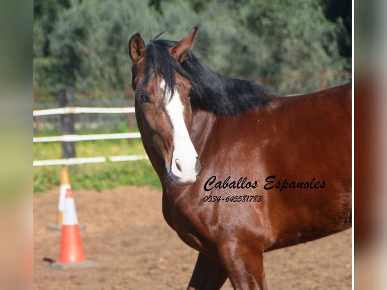 PRE Mestizo Caballo castrado 7 años 159 cm Castaño in Vejer de la Frontera