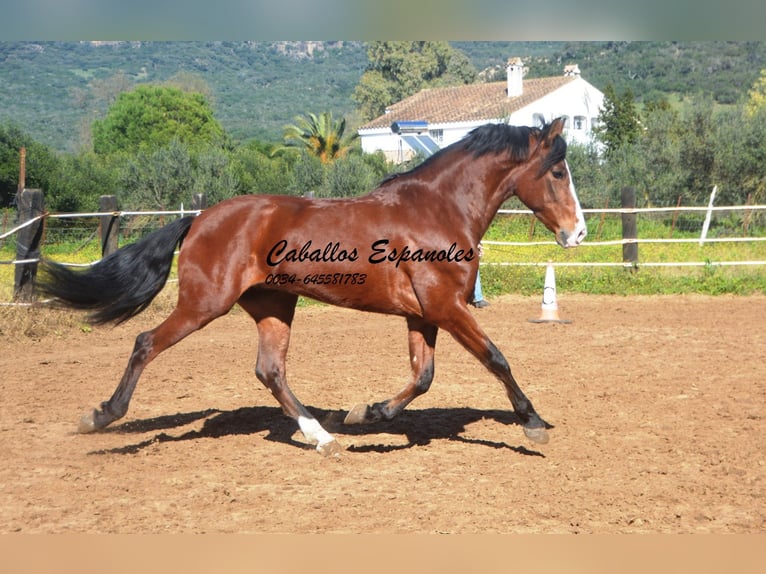 PRE Mestizo Caballo castrado 7 años 159 cm Castaño in Vejer de la Frontera