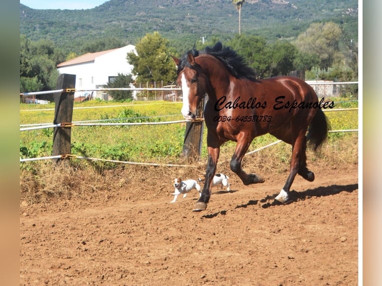 PRE Mestizo Caballo castrado 7 años 159 cm Castaño in Vejer de la Frontera