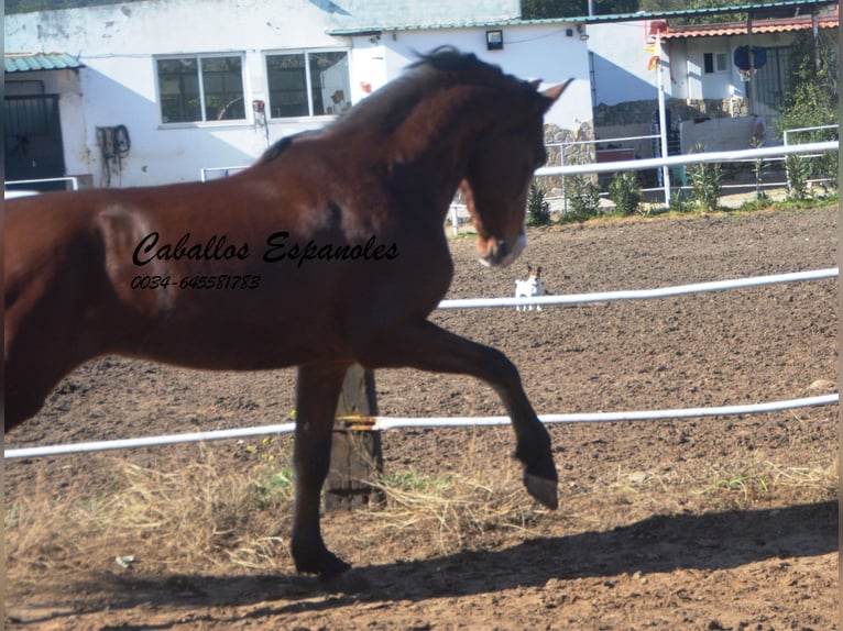 PRE Mestizo Caballo castrado 7 años 159 cm Castaño in Vejer de la Frontera