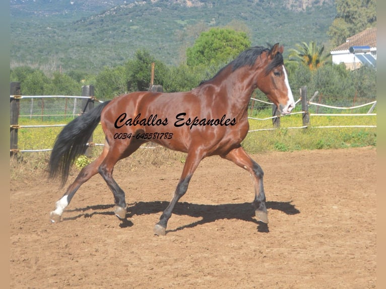 PRE Mestizo Caballo castrado 7 años 159 cm Castaño in Vejer de la Frontera