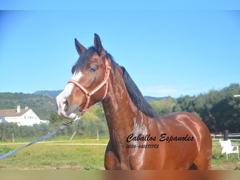 PRE Mestizo Caballo castrado 7 años 159 cm Castaño in Vejer de la Frontera