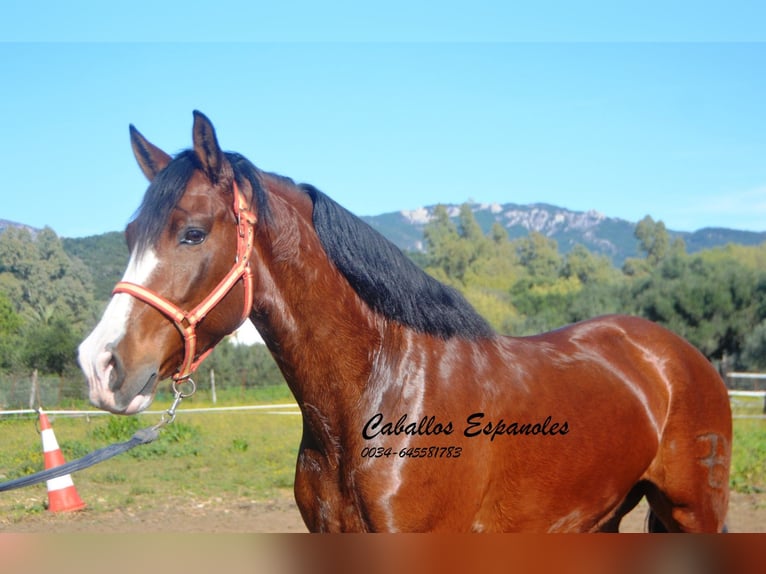 PRE Mestizo Caballo castrado 7 años 159 cm Castaño in Vejer de la Frontera