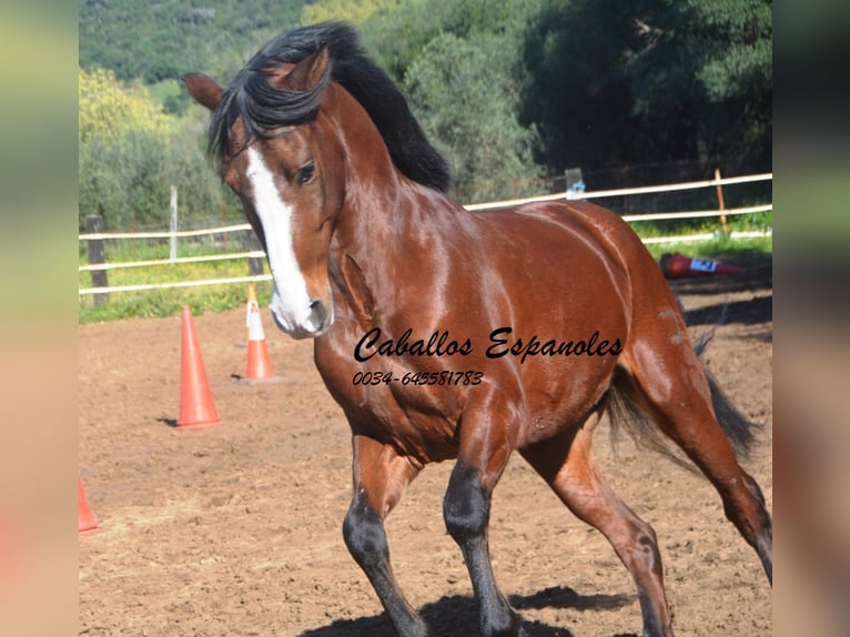 PRE Mestizo Caballo castrado 7 años 159 cm Castaño in Vejer de la Frontera