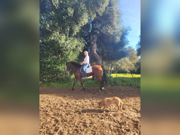 PRE Mestizo Caballo castrado 7 años 159 cm Castaño in Vejer de la Frontera