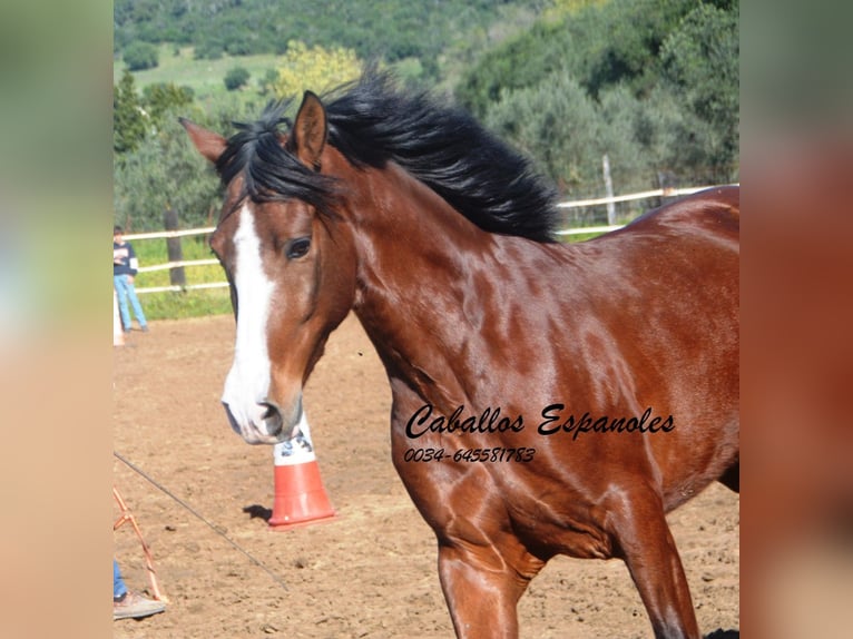 PRE Mestizo Caballo castrado 7 años 159 cm Castaño in Vejer de la Frontera