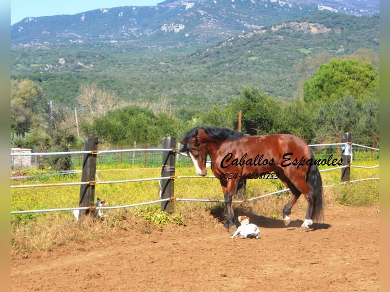 PRE Mestizo Caballo castrado 7 años 159 cm Castaño in Vejer de la Frontera