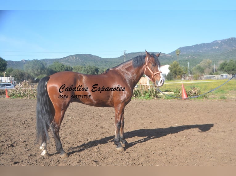 PRE Mestizo Caballo castrado 7 años 159 cm Castaño in Vejer de la Frontera