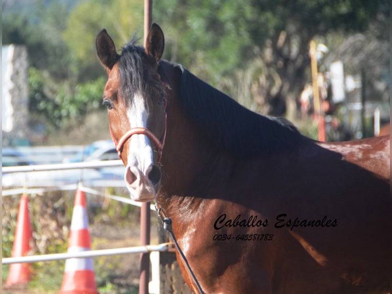 PRE Mestizo Caballo castrado 7 años 159 cm Castaño in Vejer de la Frontera